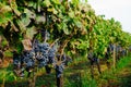 Grape Vine with Leaves Close Up Ã¢â¬âÃÂ Italian Vineyard on Mount Etna Royalty Free Stock Photo